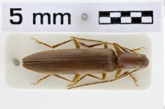 Foto (Dorsalansicht) von Adiophorus ponticerianus (NHMW-ZOO-COL-0010459)